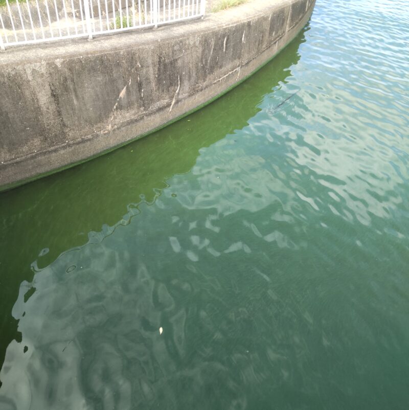 霞ヶ浦の水質